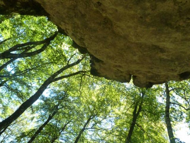 BOSQUE ENCANTADO