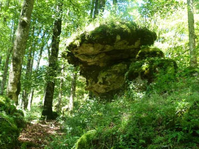 BOSQUE ENCANTADO