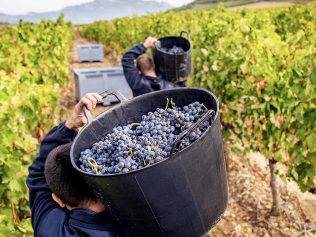 Bodegas Beronia