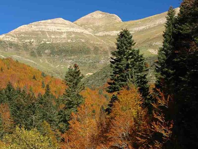 SELVA DE IRATI