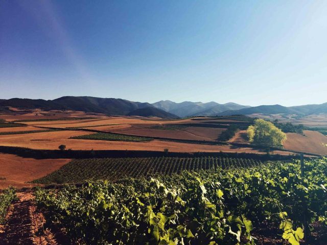 Rivalia Bodegas y Viñedos