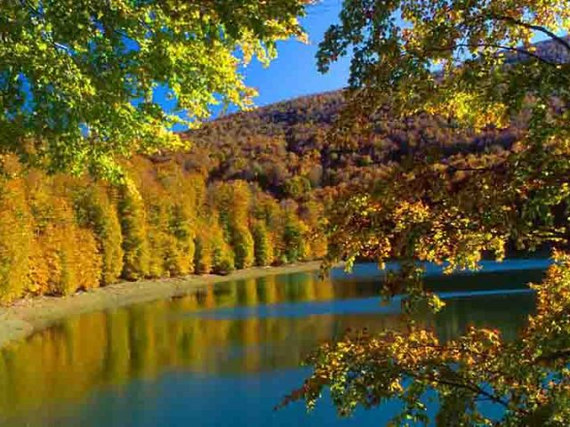 SELVA DE IRATI