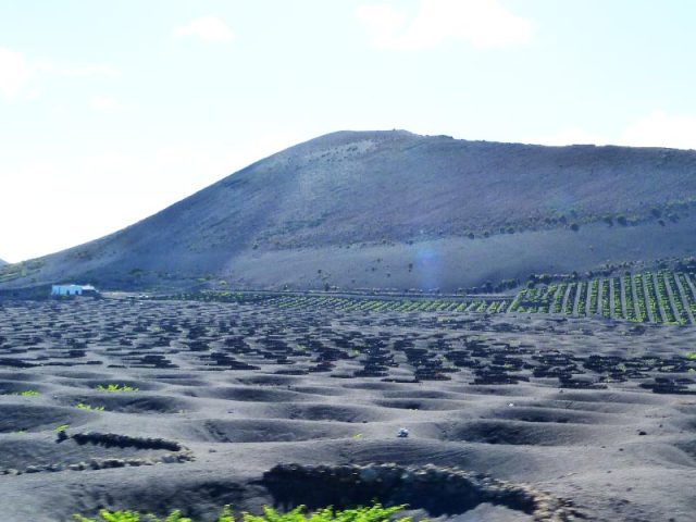 VIÑEDOS LA GERIA