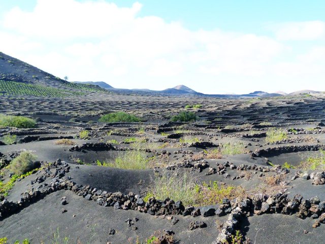 VIÑEDOS LA GERIA