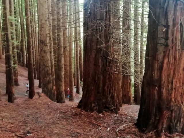 BOSQUE DE SECUOYAS