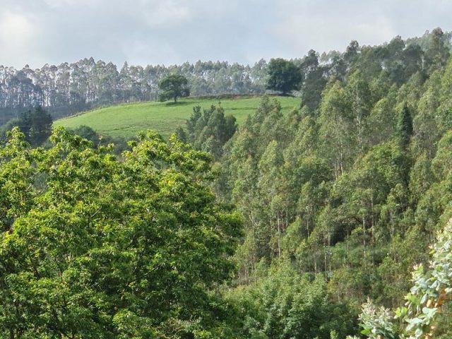 BOSQUE DE SECUOYAS