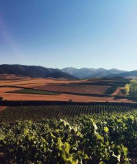 Rivalia Bodegas y Viñedos