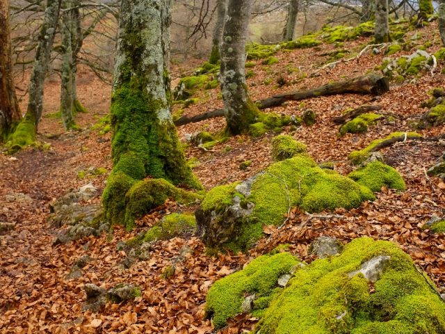 San Román de San Millán