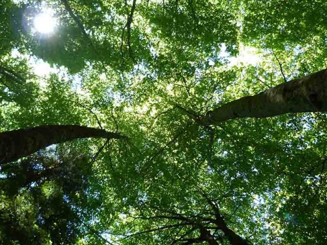 VIRGEN DE LAS NIEVES