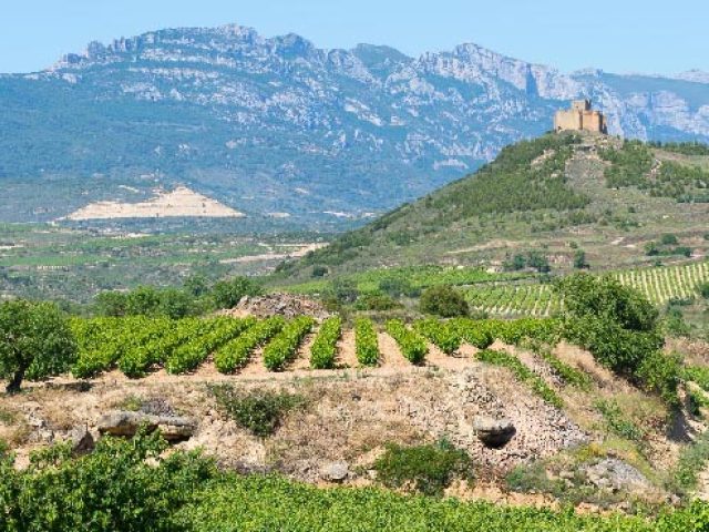 VIÑEDOS RIOJA ALTA