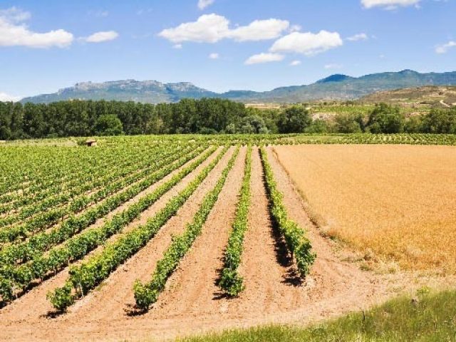 VIÑEDOS RIOJA ALTA