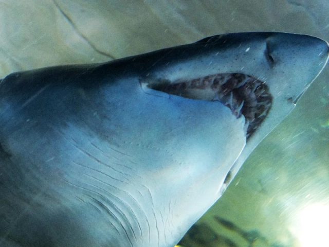 ACUARIUM – PALACIO DEL MAR SAN SEBASTIÁN
