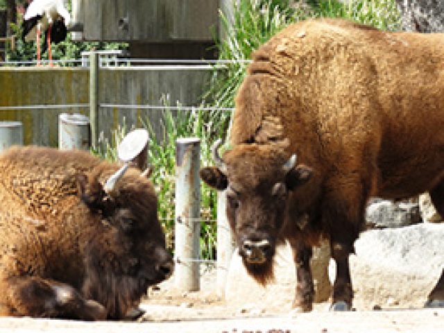 Zoo Aquarium De Madrid